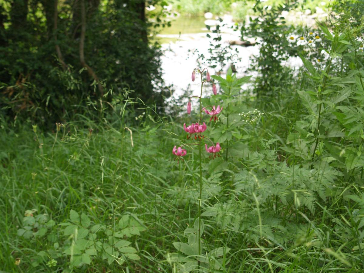 Lily, Martagon plant